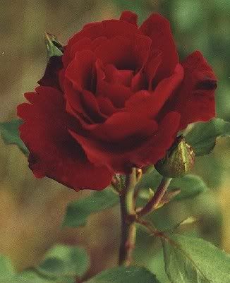 Adeadlyandwonderfulthing