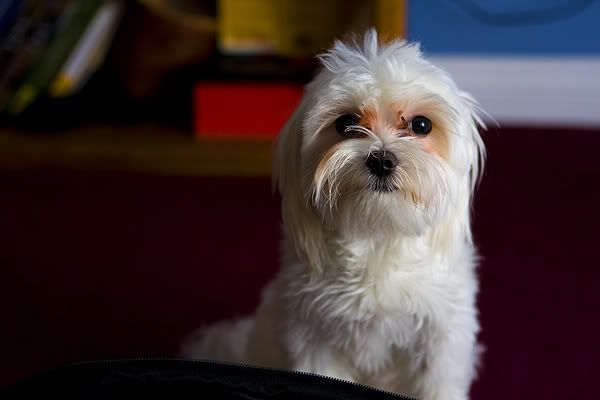 IMAGE: http://i143.photobucket.com/albums/r126/cartoonbear86/IMG_5233print.jpg