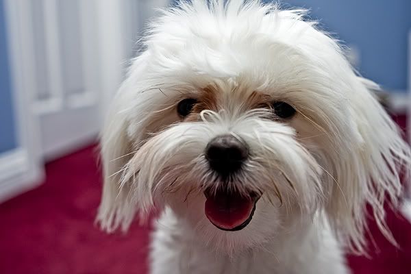 IMAGE: http://i143.photobucket.com/albums/r126/cartoonbear86/IMG_6986.jpg