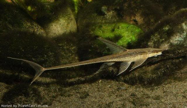 Twig Catfish