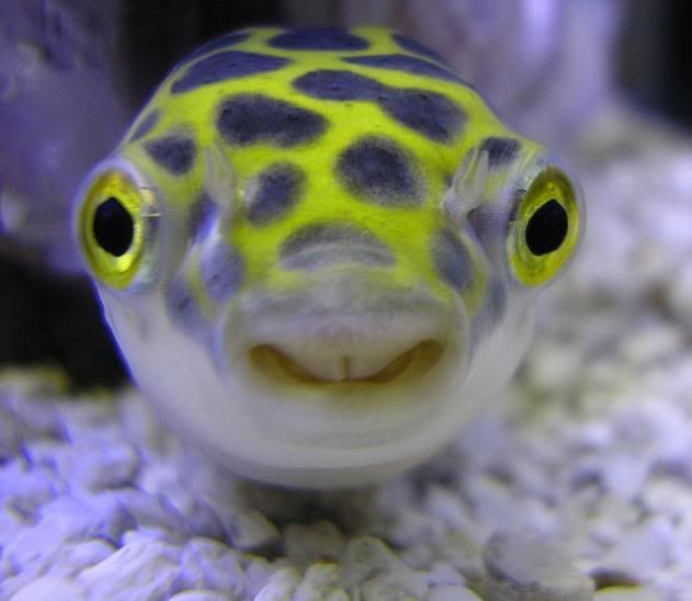 freshwater puffer fish. GREEN SPOTTED PUFFER