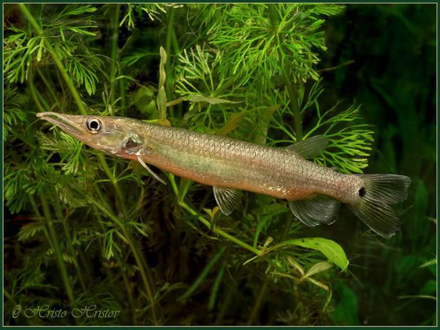 Characin Fish