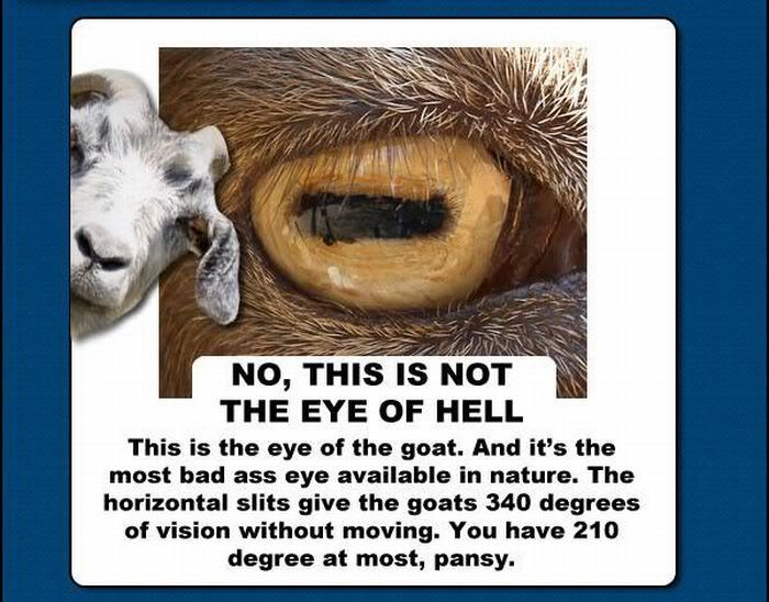 goat_facts_01.jpg