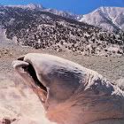 TREMORS20WORM.jpg