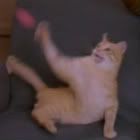phantasms366.jpg