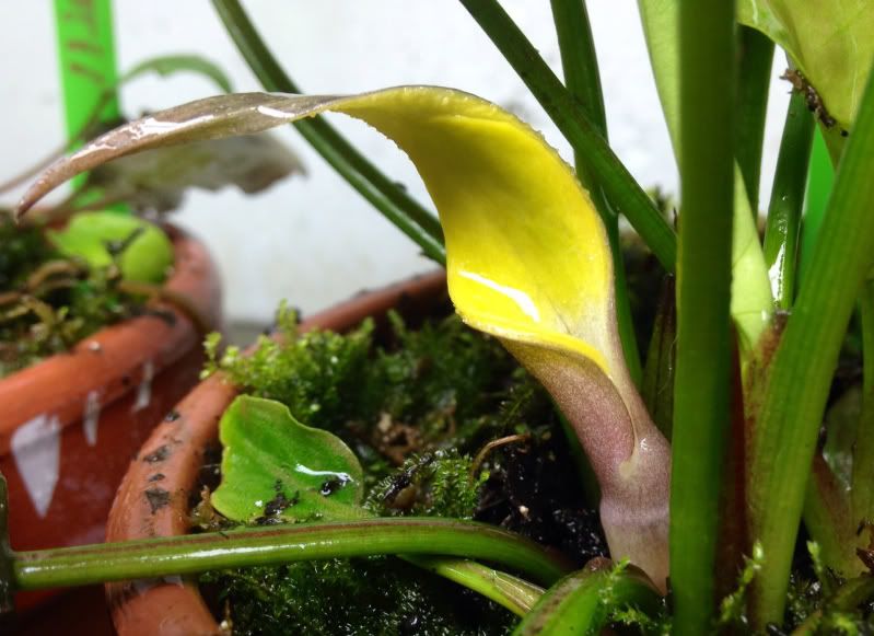 crypt pontederiifolia flower Cryptocorynes Aquatic Plant Central