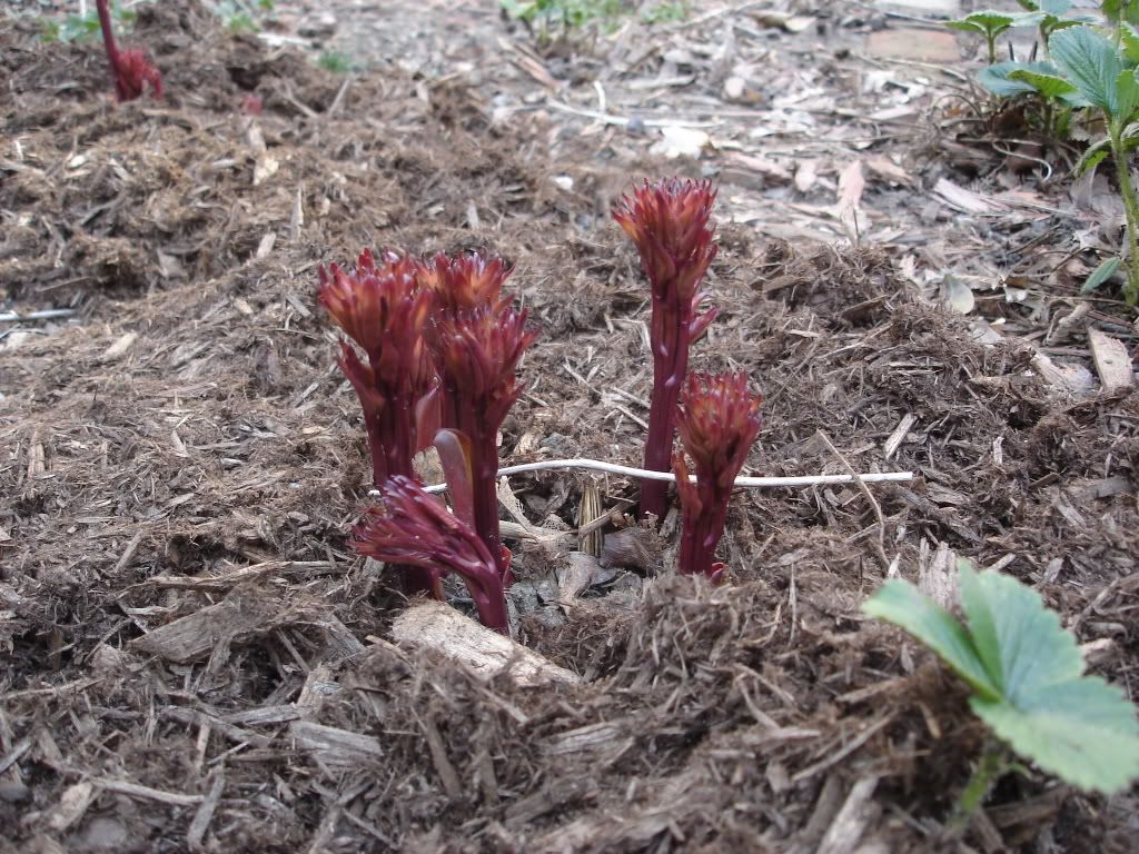 peonies emerging - mid-April Pictures, Images and Photos