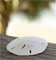 sand dollar Pictures, Images and Photos