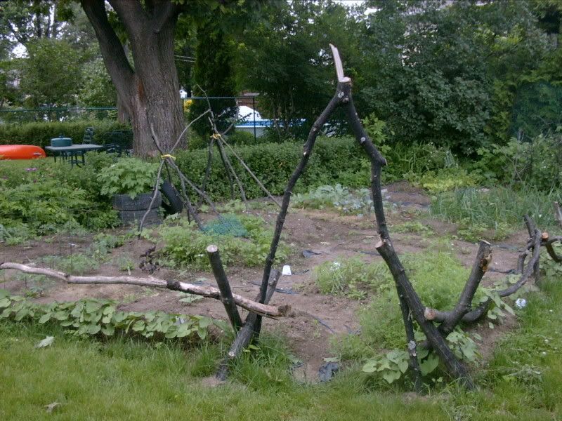 volunteer veggies - parsley, tomato, cucumber, and flowers with lentils, beans, squash, onions, lettuce, peas and a tire tower of potatoes in the back.