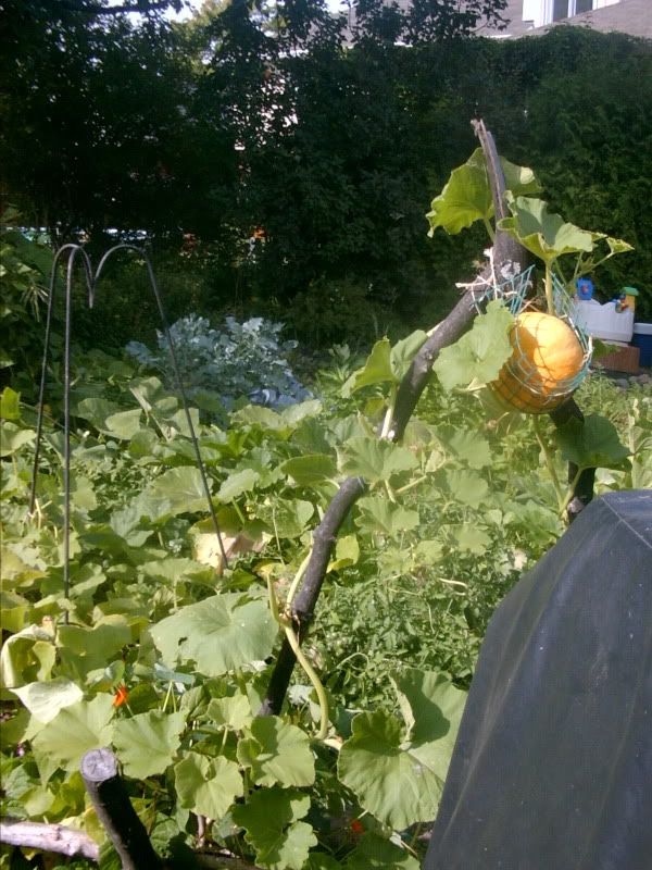 heirloom winter squash, Pontimarron a.k.a. cucumber beetle trap crop -arg-