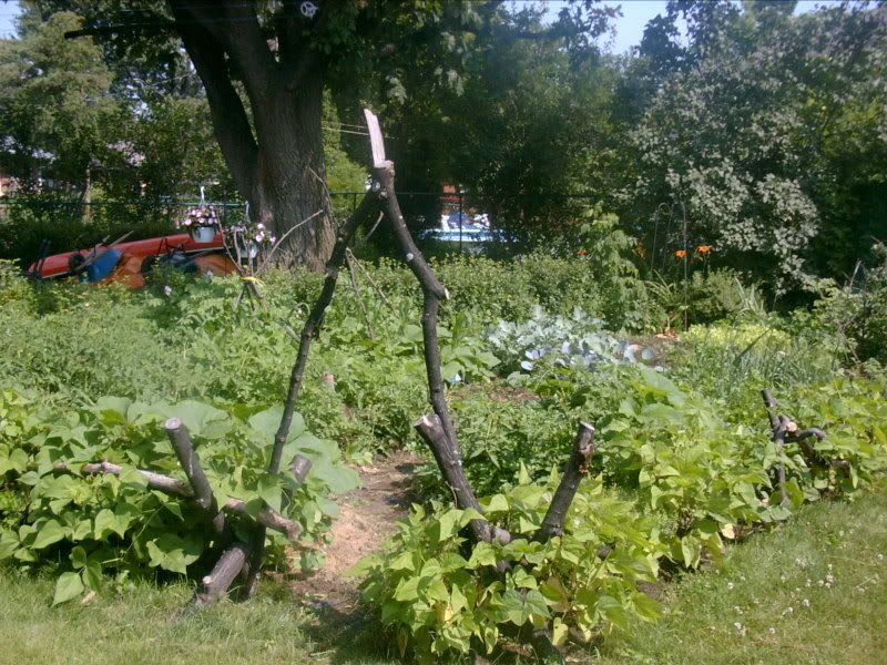 down the veggie garden path