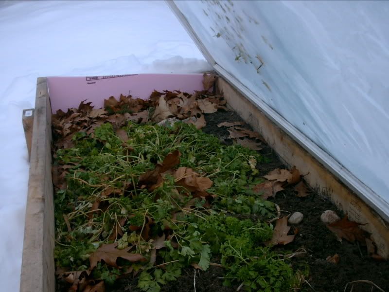 parsley in coldframe