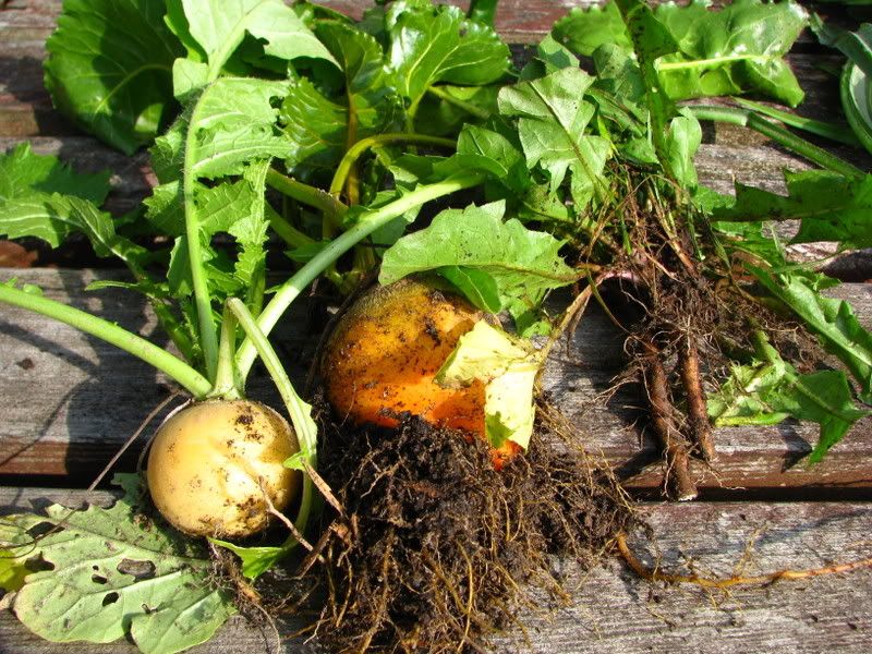 orange turnips