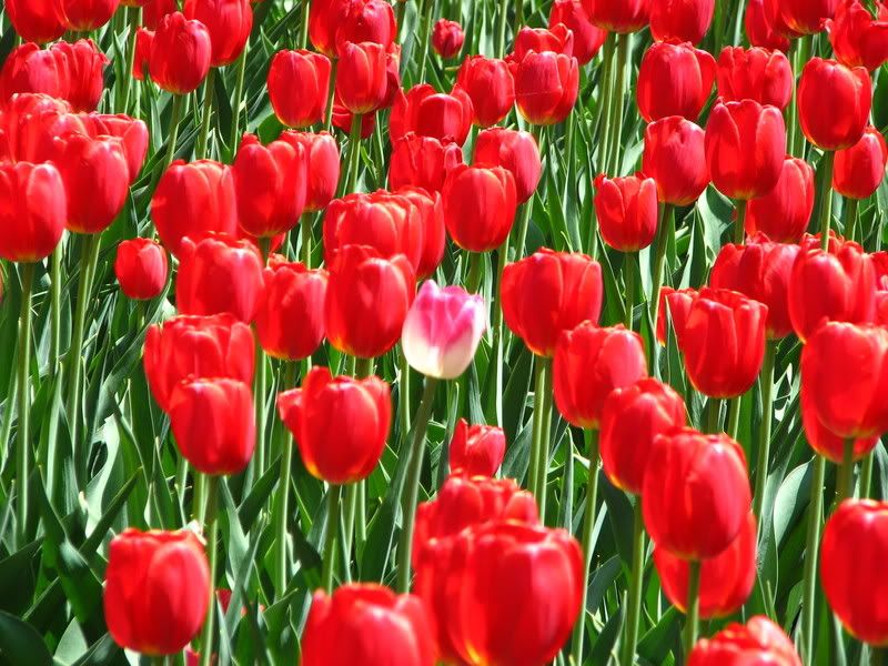 Tulip Seedlings