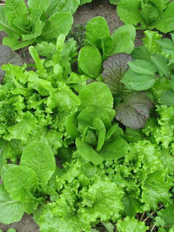 chinese lettuce