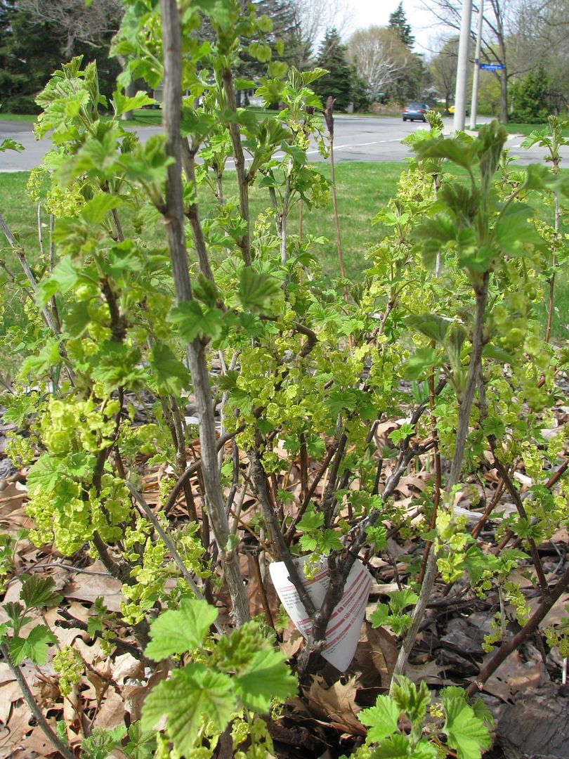 Honey Berry Plant