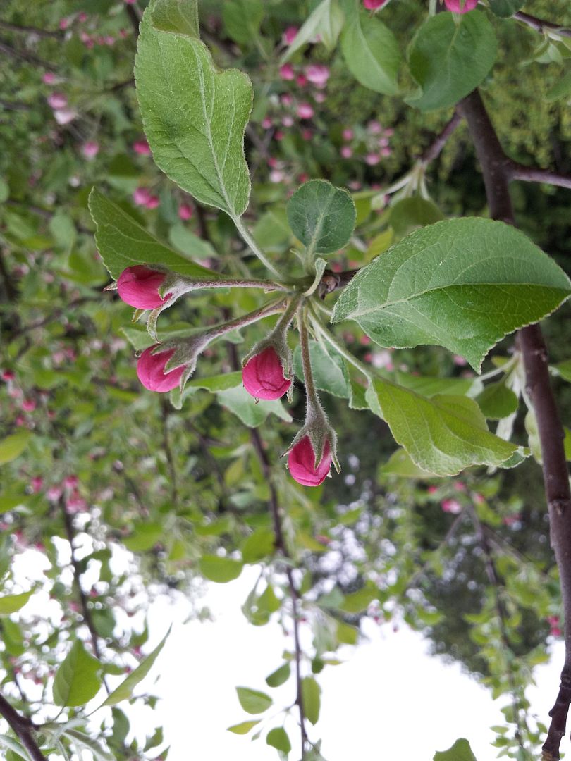  photo 20130512_173858.jpg