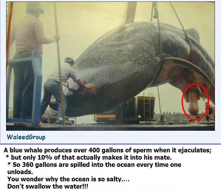 whaledork.jpg