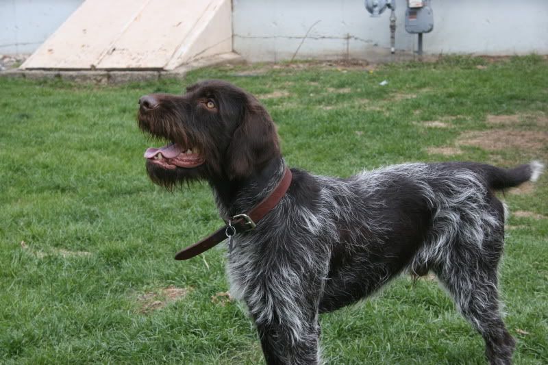 Pudelpointer Puppy