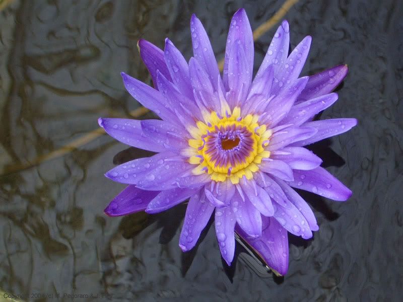 water lily tattoo. water lilies tattoos