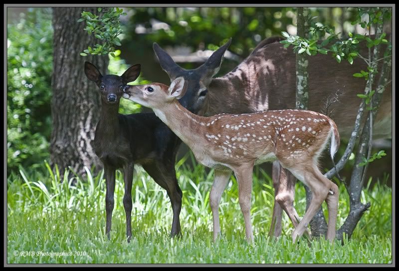 fawn3.jpg