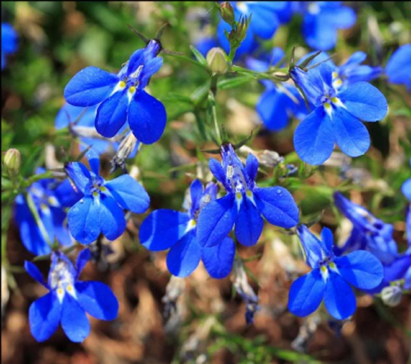 blue flowers. Pretty lue flowers