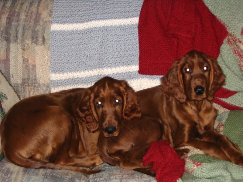 scottish deerhound puppies