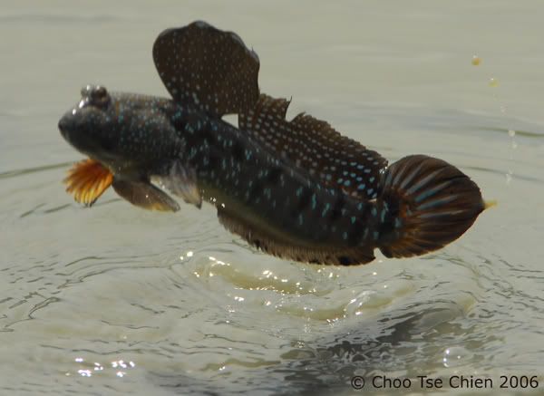 .. Mudskipper2.jpg