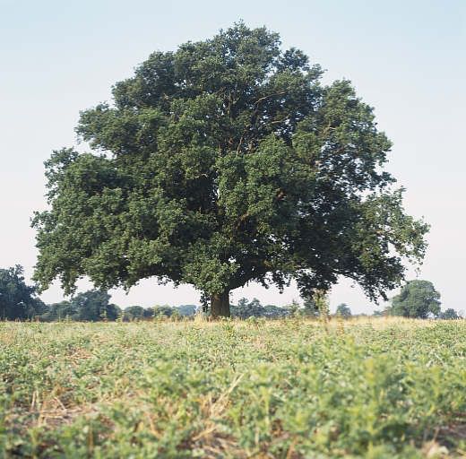 [Image: beautiful_tree_6.jpg]