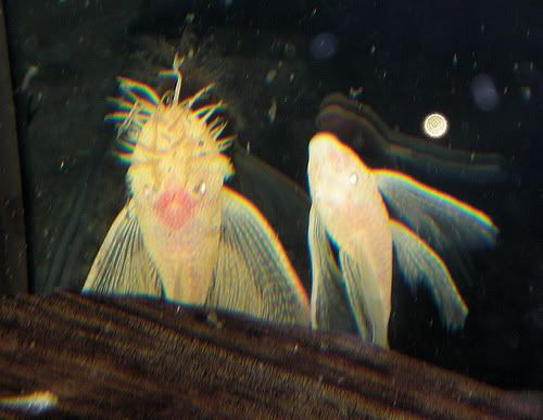 What is an albino bristlenose pleco?