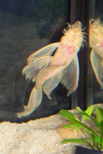 Pleco Fry