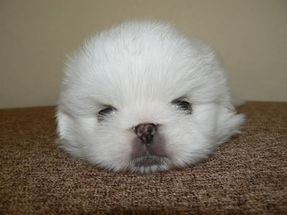 Shih+tzu+mixed+with+pekingese+puppy