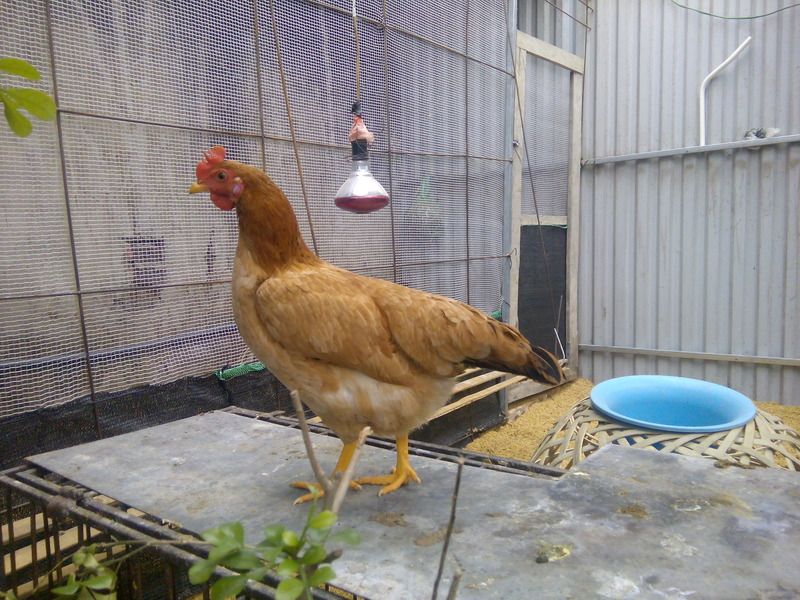 Có phải gà của tôi bị dậy thì sớm