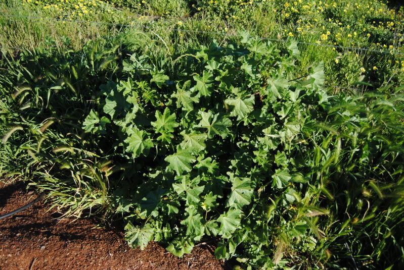 All about grass! (and weeds, and whatnot) Stockyard Horse Forums