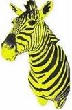 yellow zebra