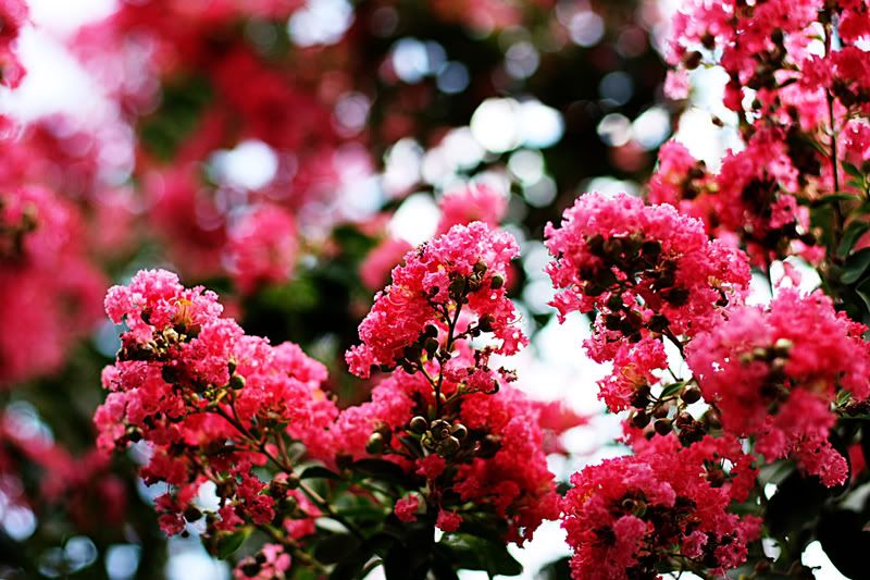 IMAGE: http://i143.photobucket.com/albums/r143/III-I/IMG_3814_1-1.jpg