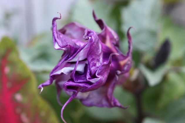 IMAGE: http://i143.photobucket.com/albums/r143/III-I/closed.jpg