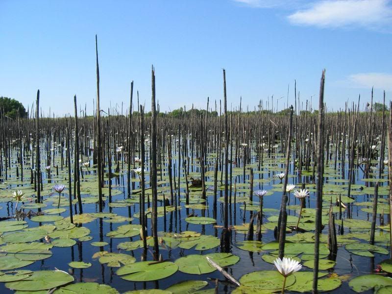 800px Onkovango delta Botswana Afri