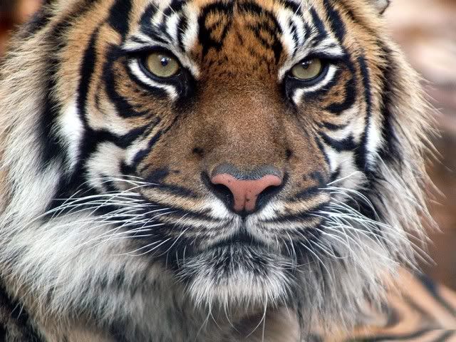 Indain Tiger Pictures, Images and Photos