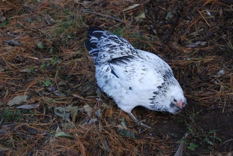 Americana Bantam