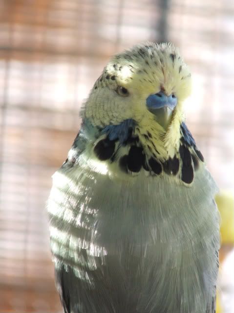 2005_0101febbudgies0052.jpg
