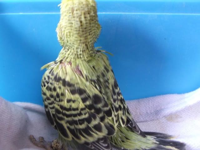 DSCF2889.jpg