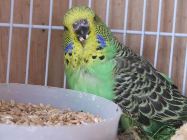 DSCF3077.jpg