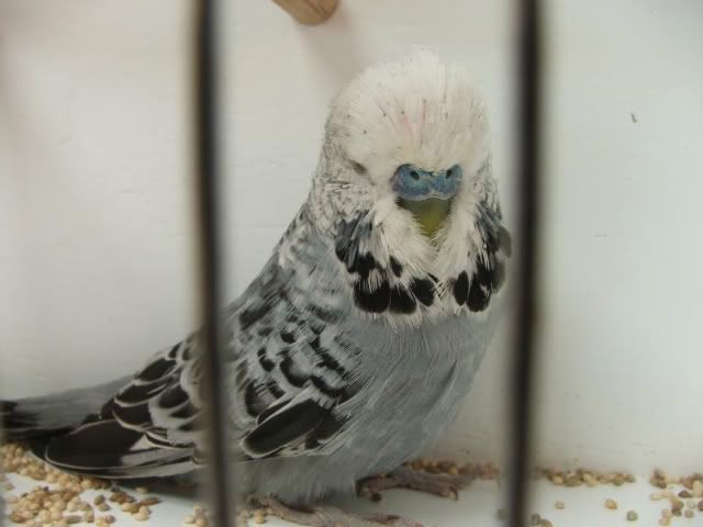 DSCF3105.jpg
