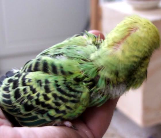 DSCF3230.jpg