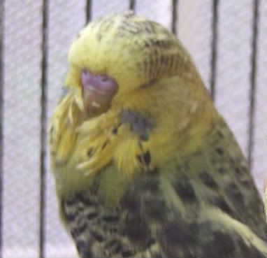 DSCF4558.jpg