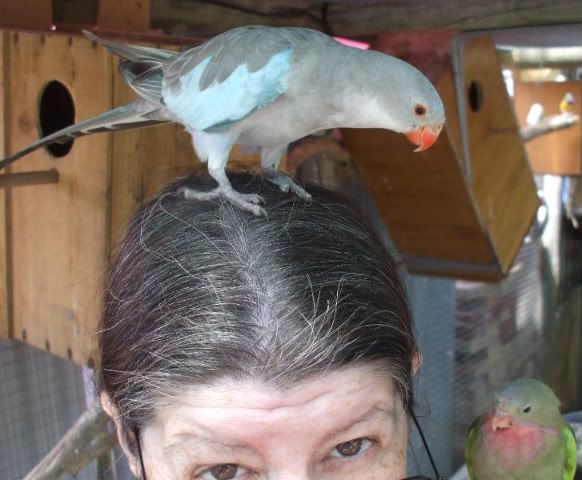 greyhairhunt2.jpg