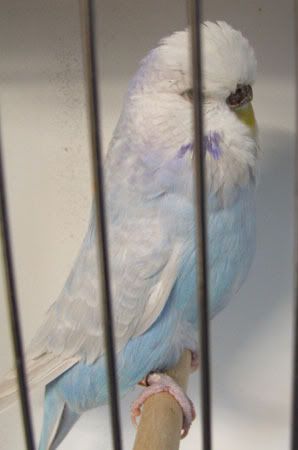 AAturnleysbirds009.jpg
