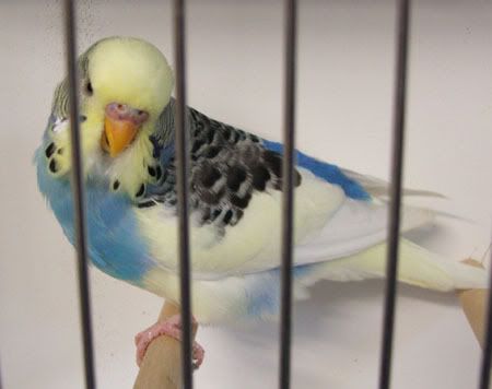 AAturnleysbirds021.jpg