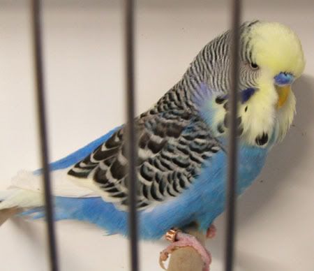 AAturnleysbirds025.jpg